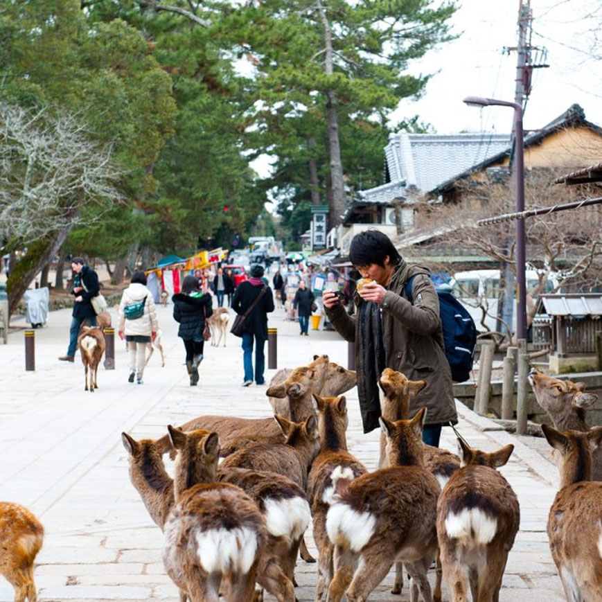 Nara Park