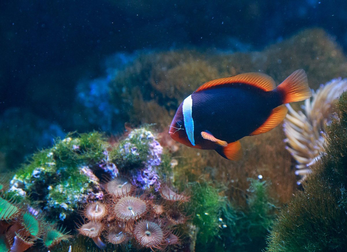 Underwater World Langkawi aquarium